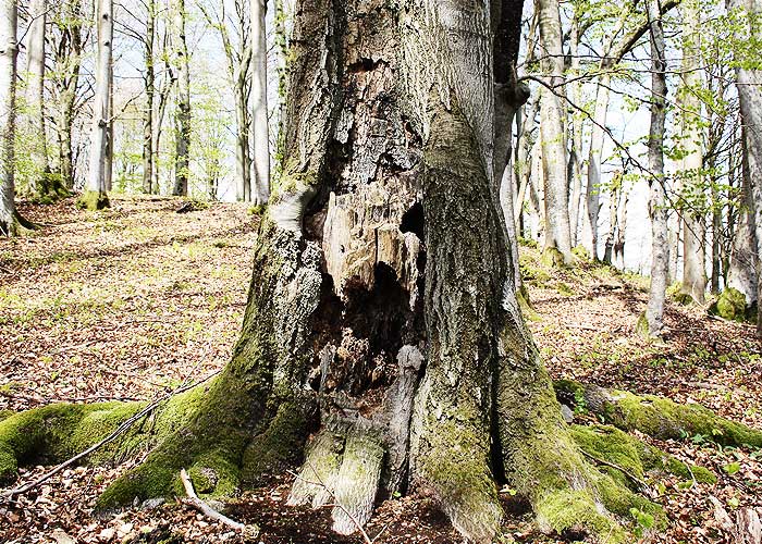 Bliesgau sterbender Baum