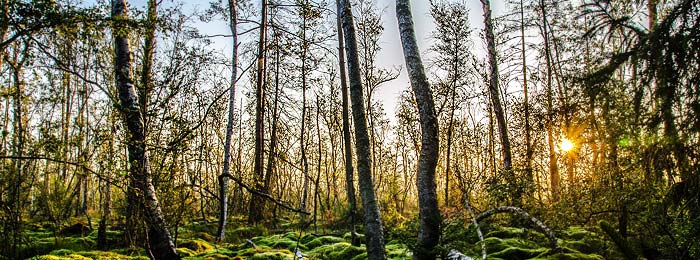 Biospären-Holz für Birkenholz-Sauna
